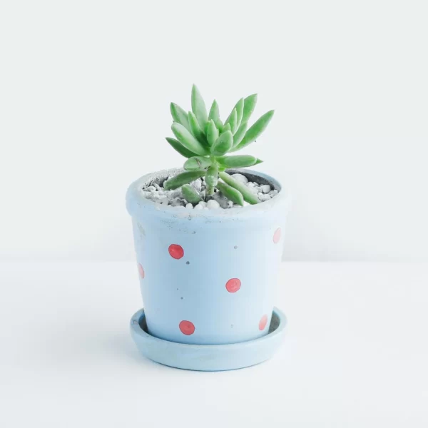 Coffee Cup
